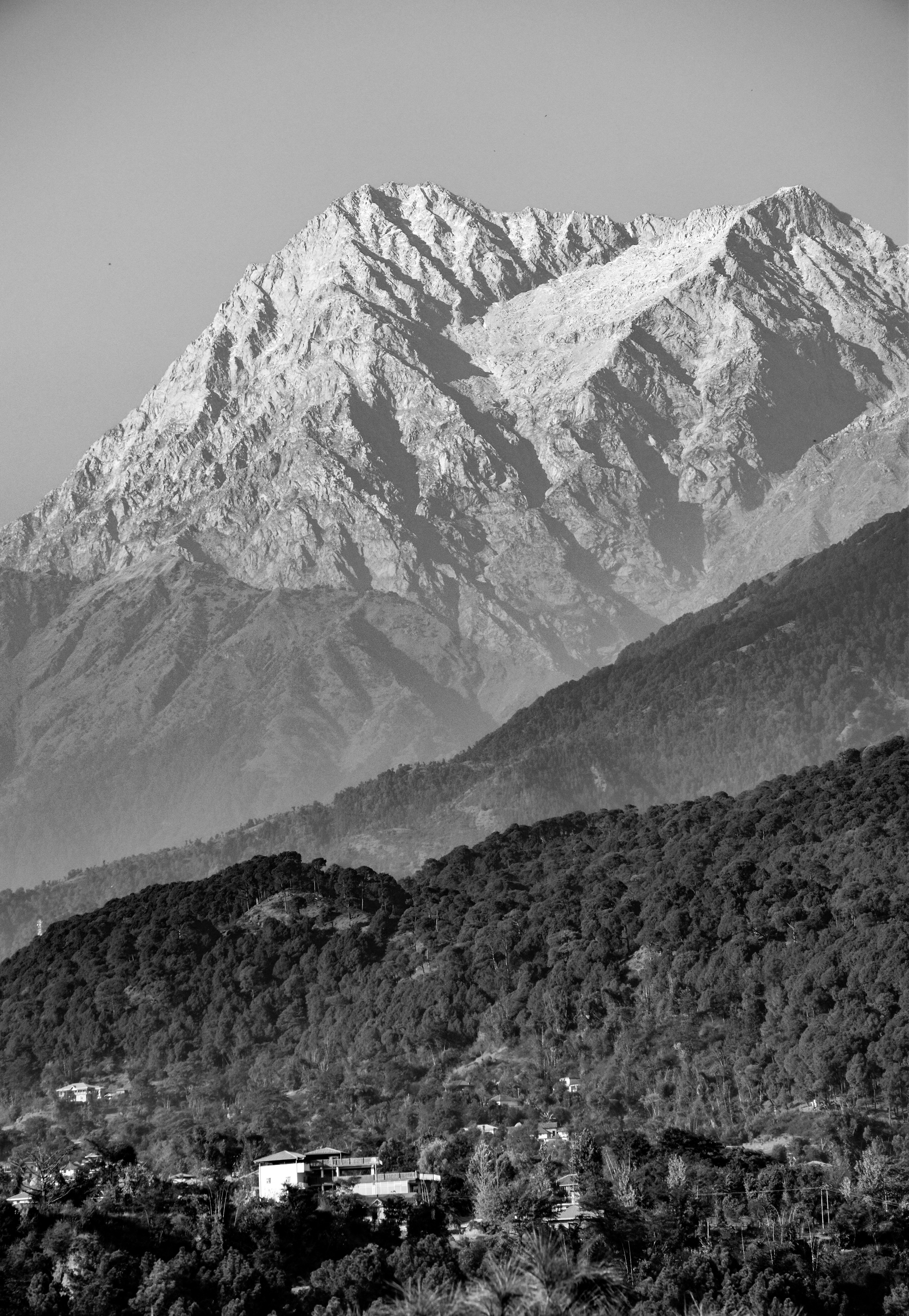 Tea gardens and Dhauladhar range in Kangra