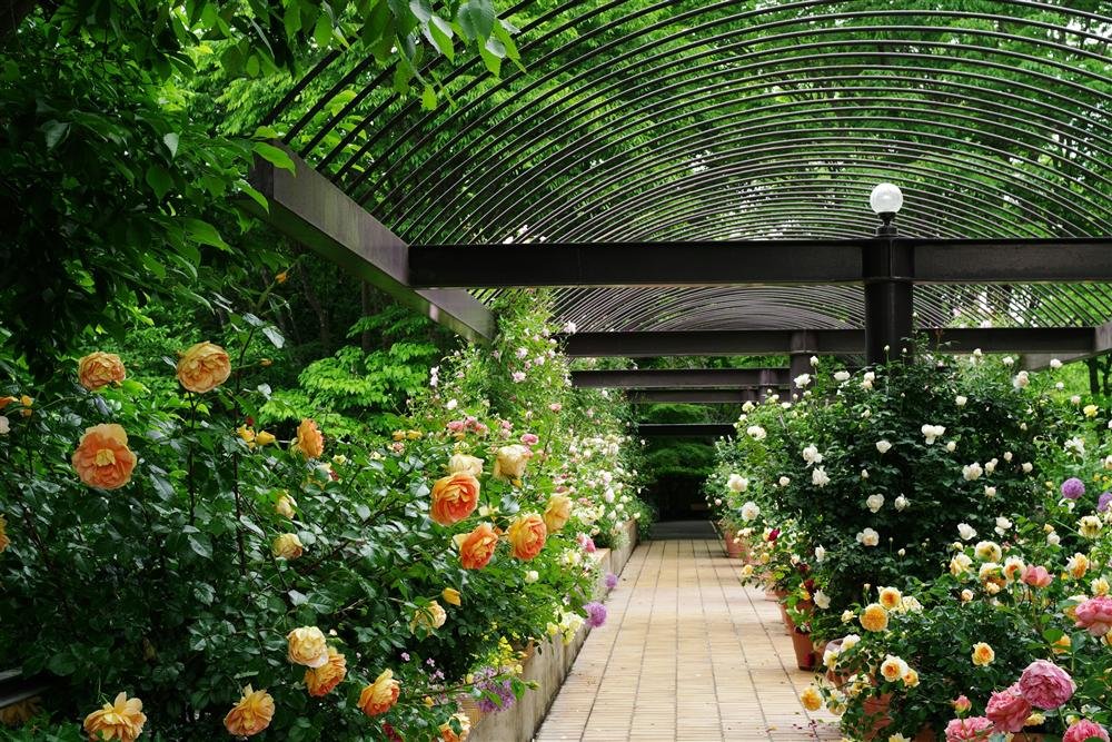 Blooming rose bushes along a garden path in Chandigarh