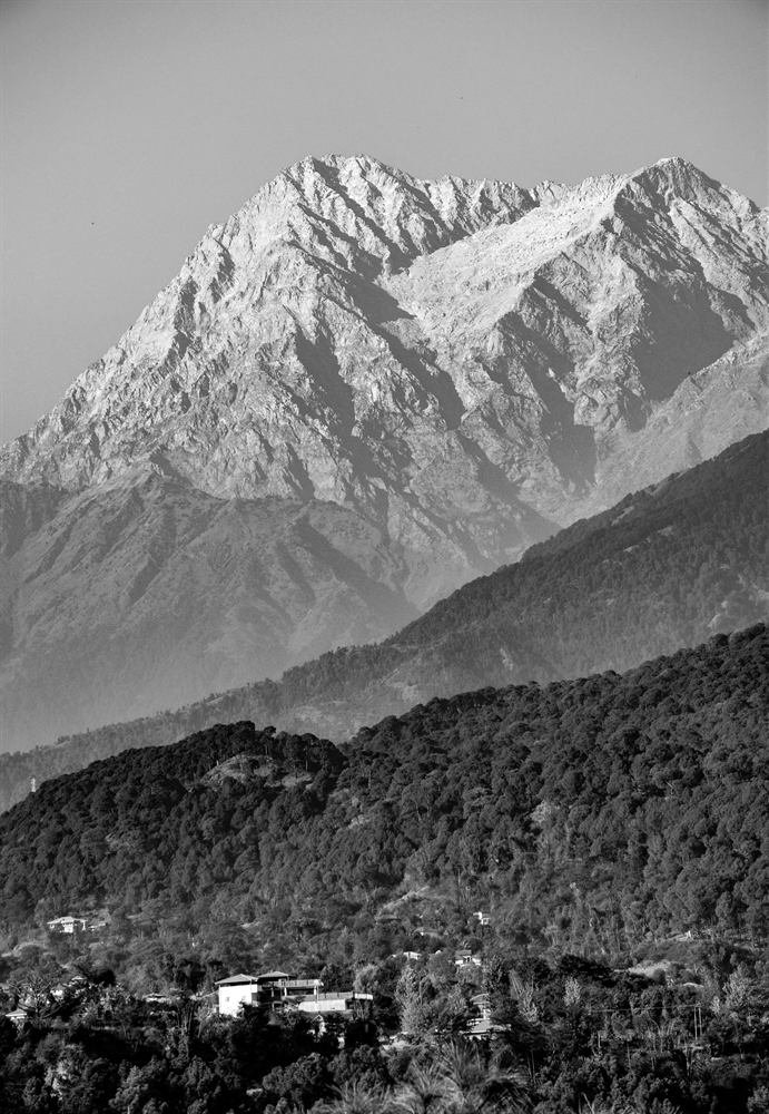 Tea gardens and Dhauladhar range in Kangra