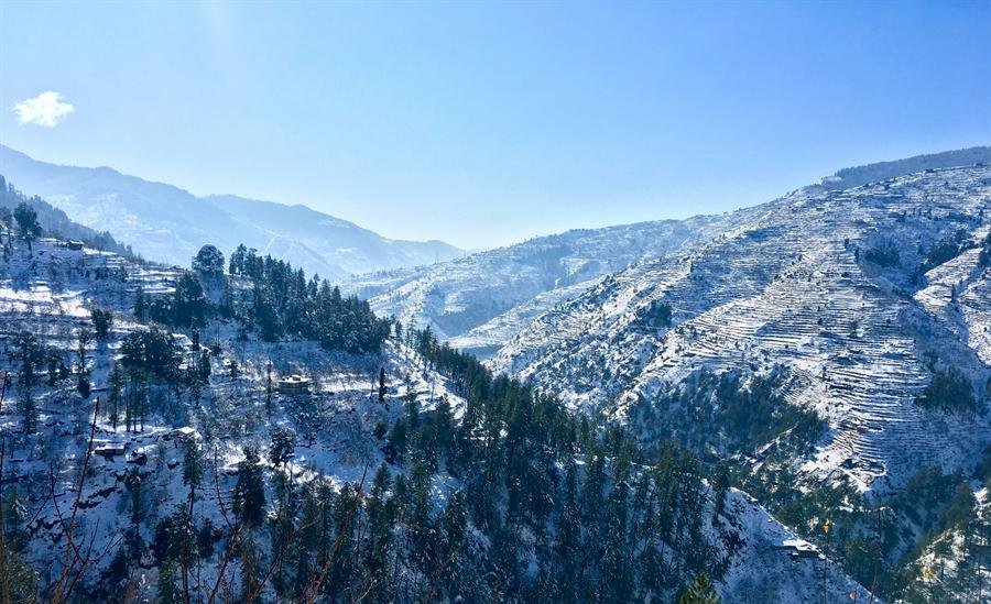 Cedar-lined hillside road in Shimla