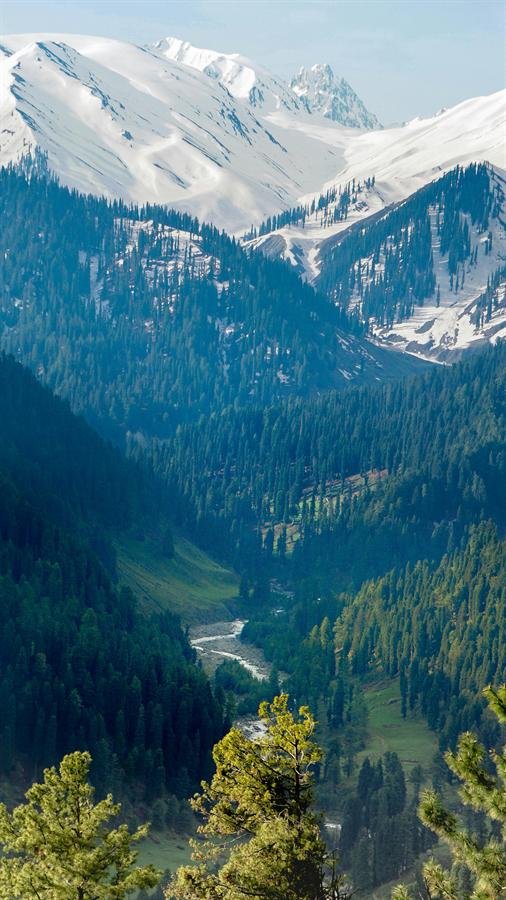 Forested mountain slopes in Jammu and Kashmir