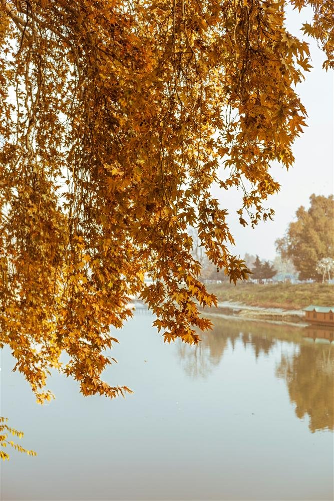 Autumn foliage over a still Srinagar lake