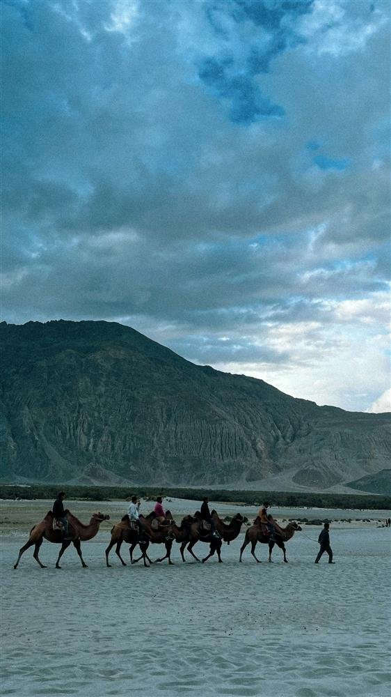 Bactrian camels crossing the Nubra Valley sand dunes